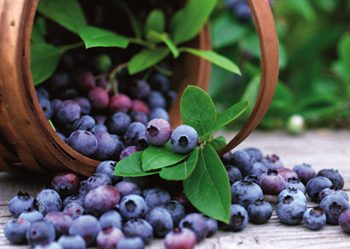 Blueberry Picking at the Mercer Slough - Swift Industries